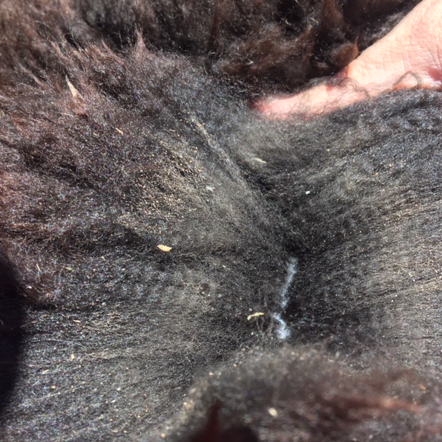 Photo of HYGHCLERE PHOENIX's fleece