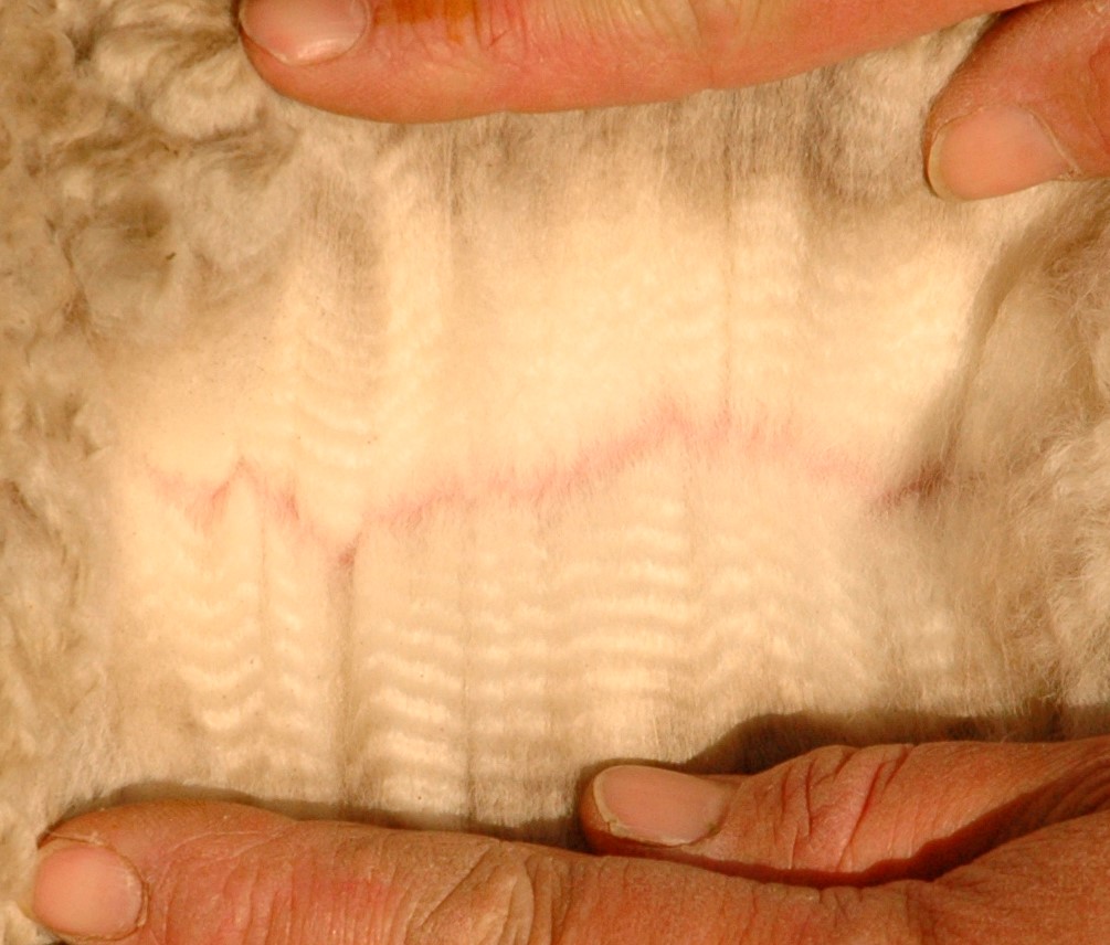 Photo of ANDACHE EMPLI's fleece