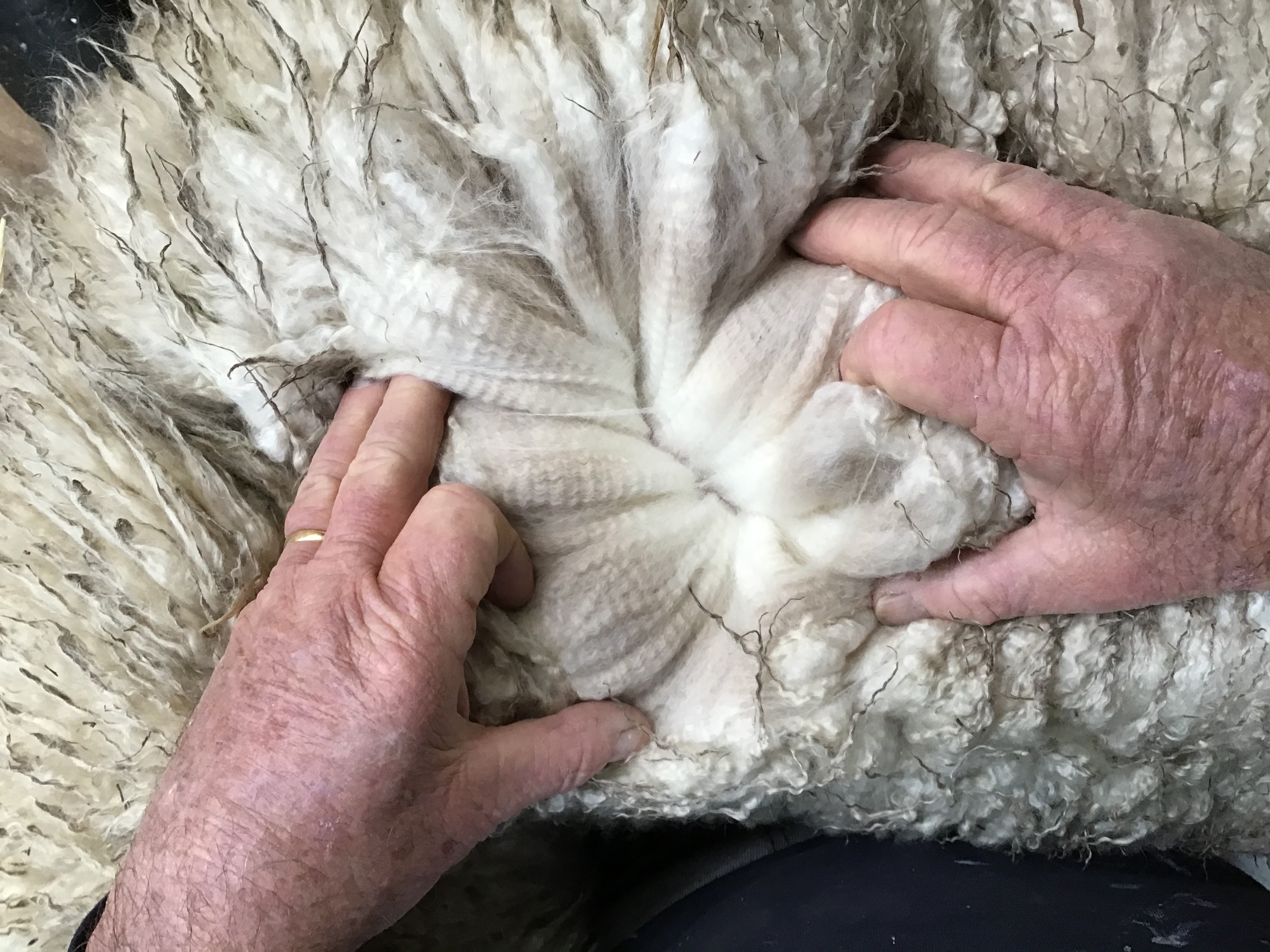 Photo of JOMA GINKO's fleece