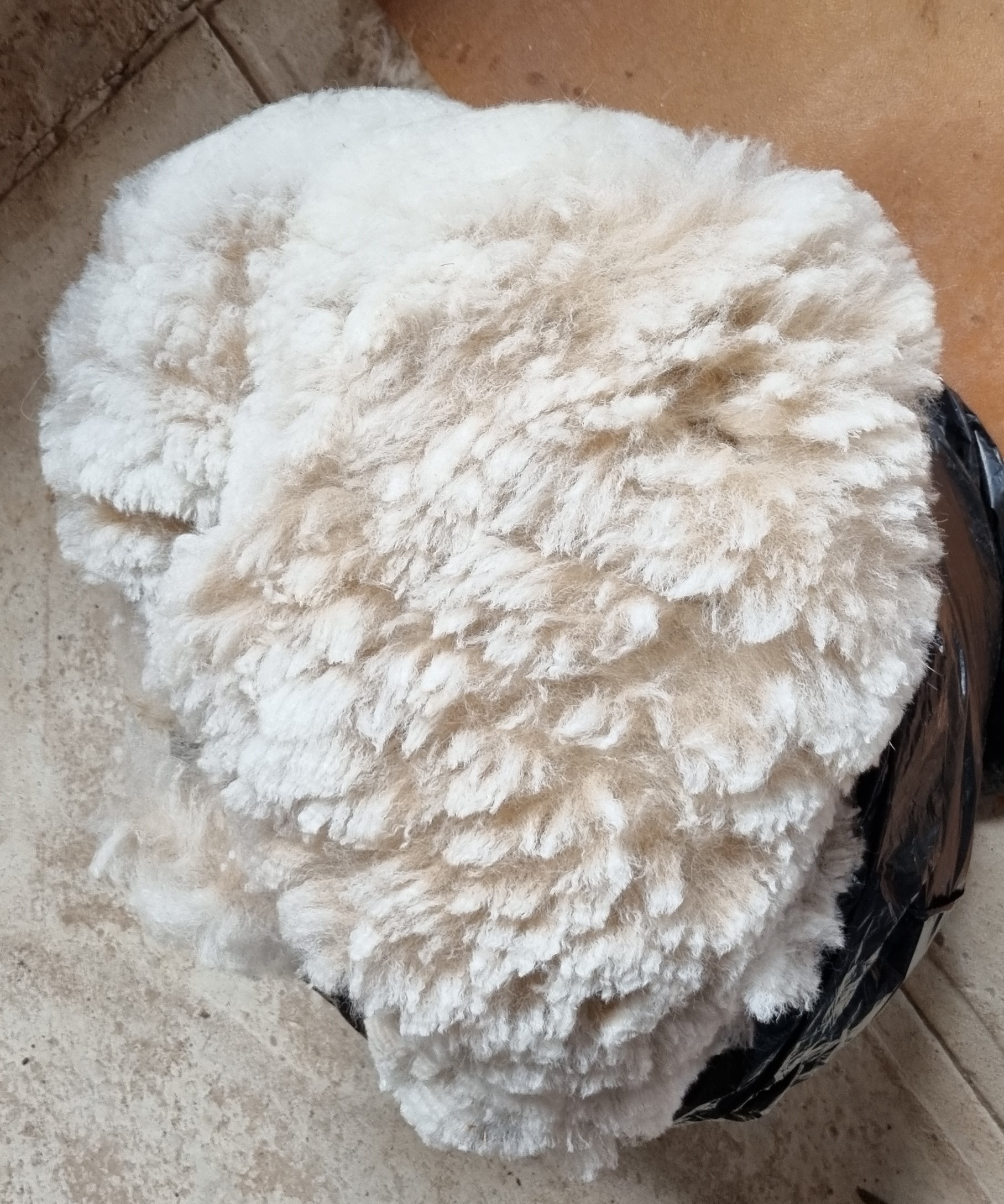 Photo of ROCKLEIGH VANILLA's fleece