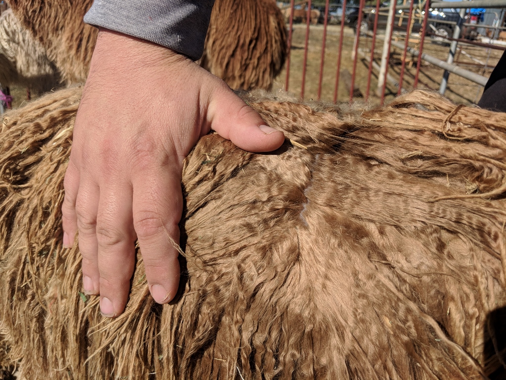 Photo of AMETHYST RENEGADE's fleece