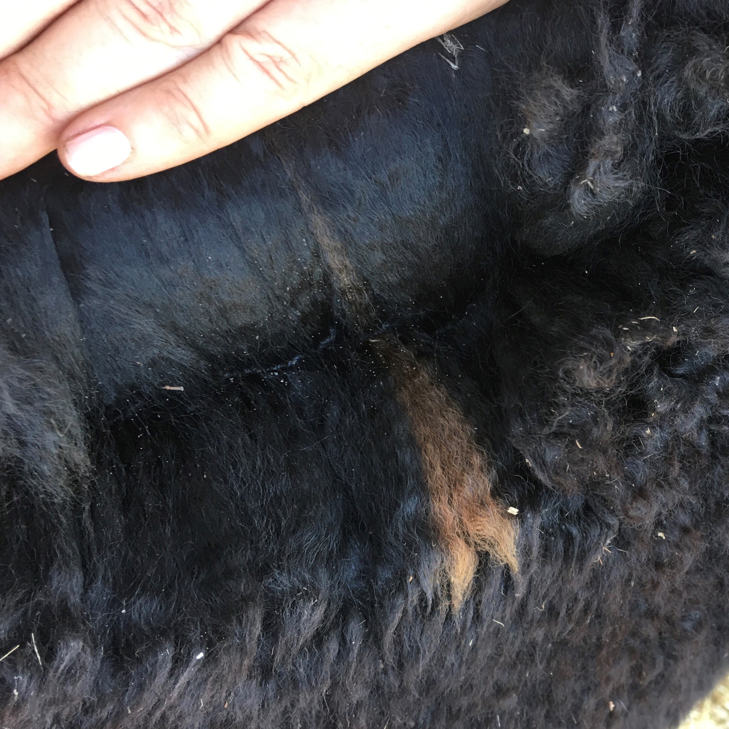 Photo of HAYLILLA RITA's fleece