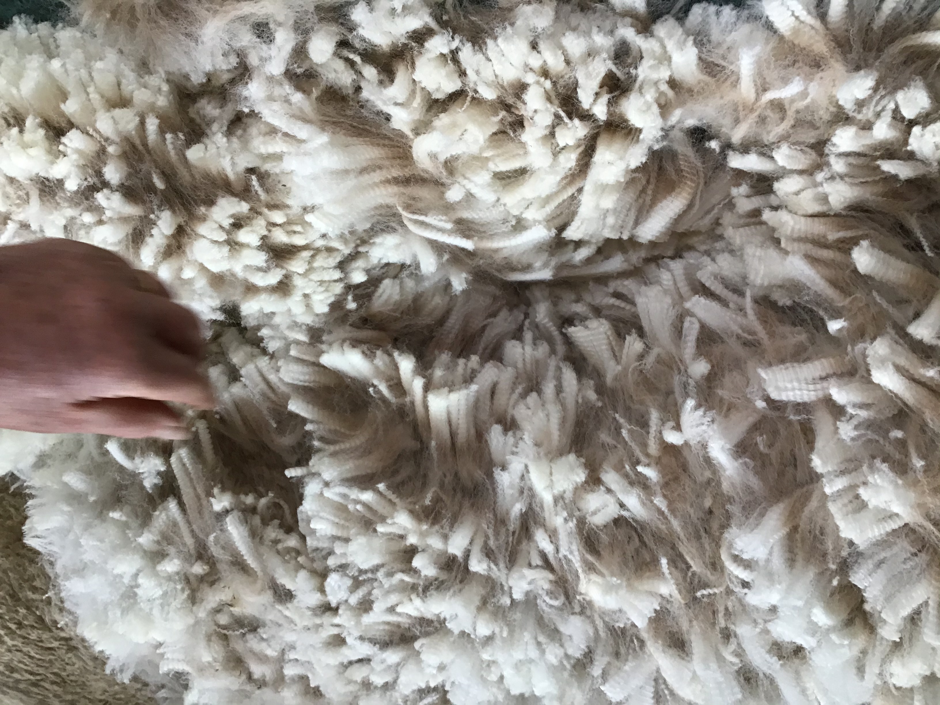Photo of JOMA ANNY 51's fleece