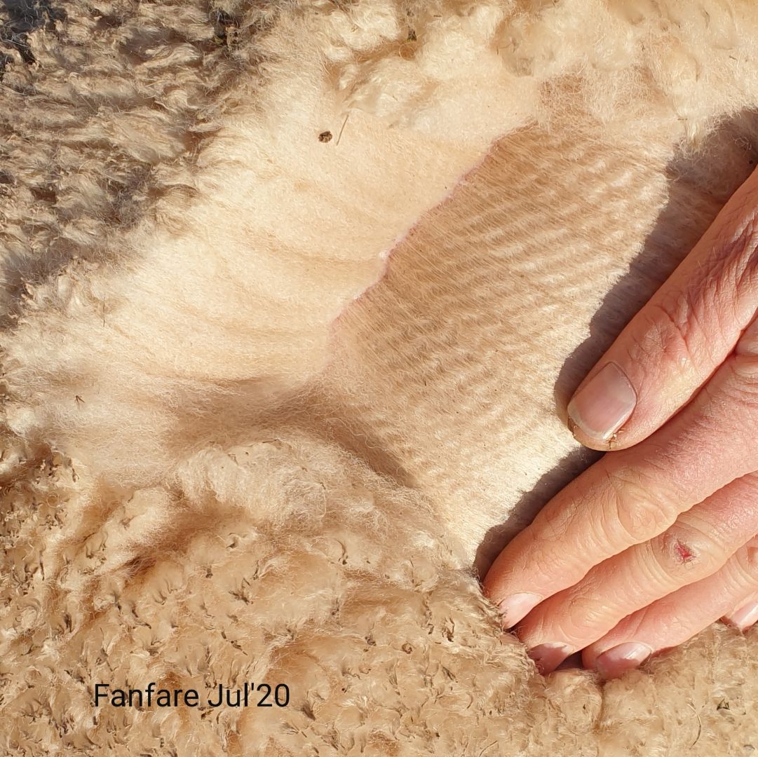 Photo of LUALTO FANFARE's fleece