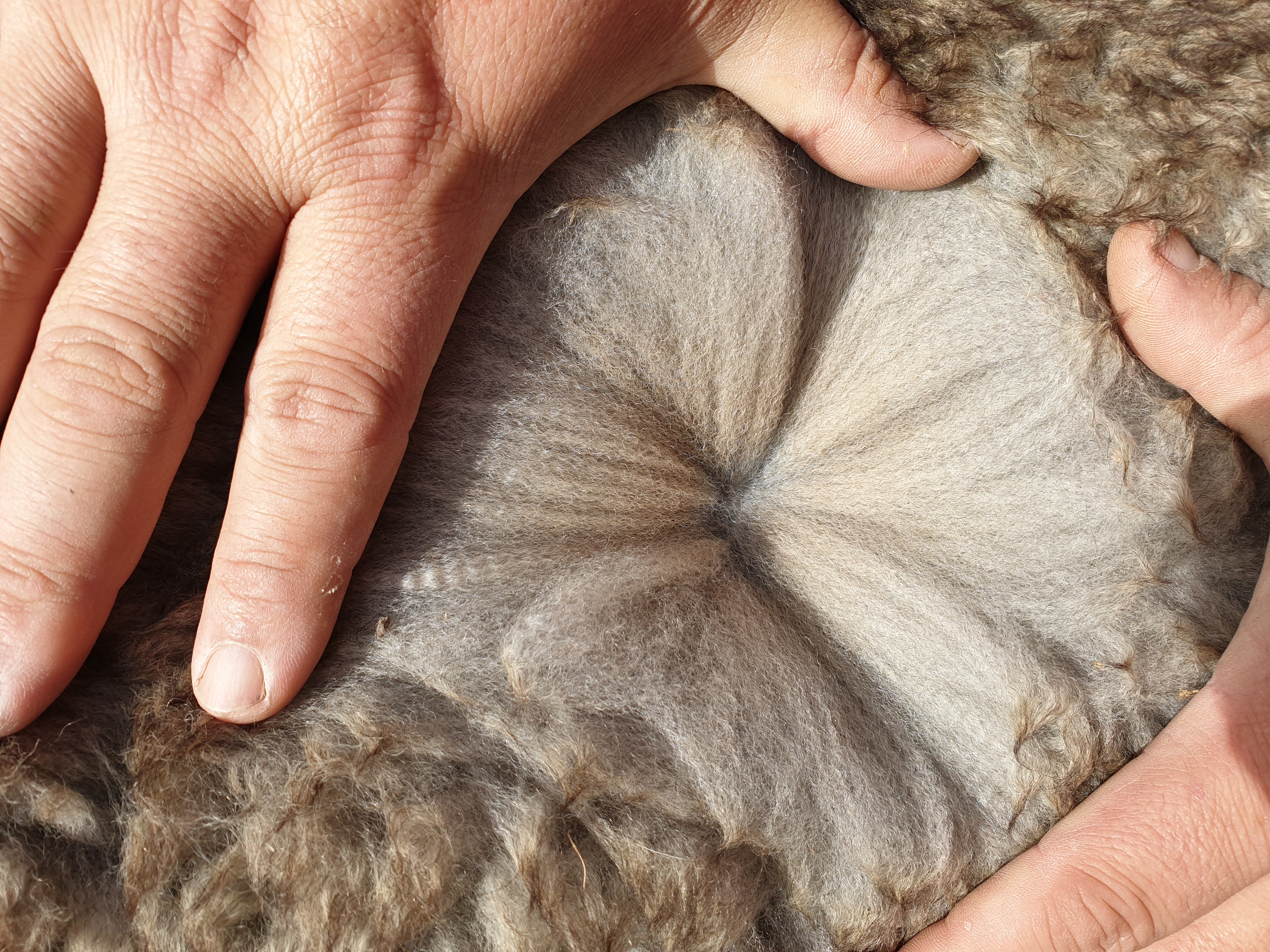 Photo of KATELLA PENELOPE's fleece