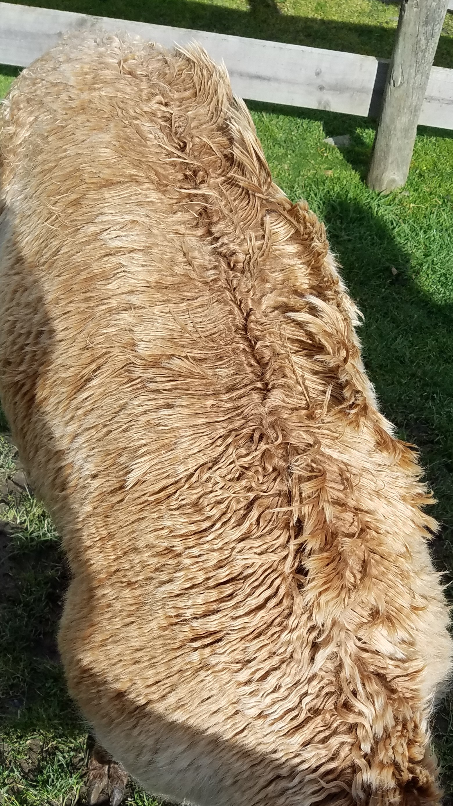 Photo of LOWANNA TADEISHI's fleece