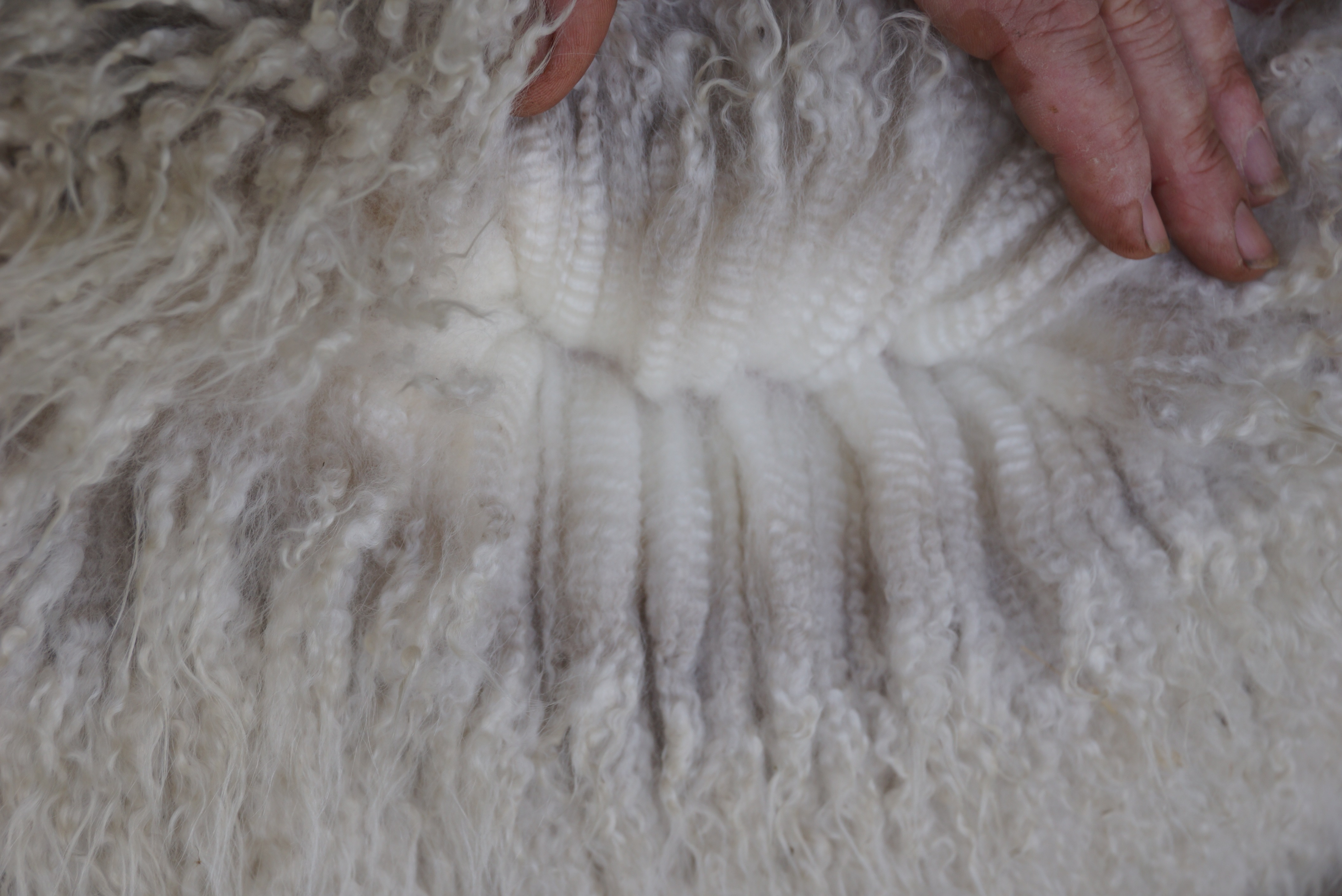 Photo of AURAVALE NELSON ET's fleece