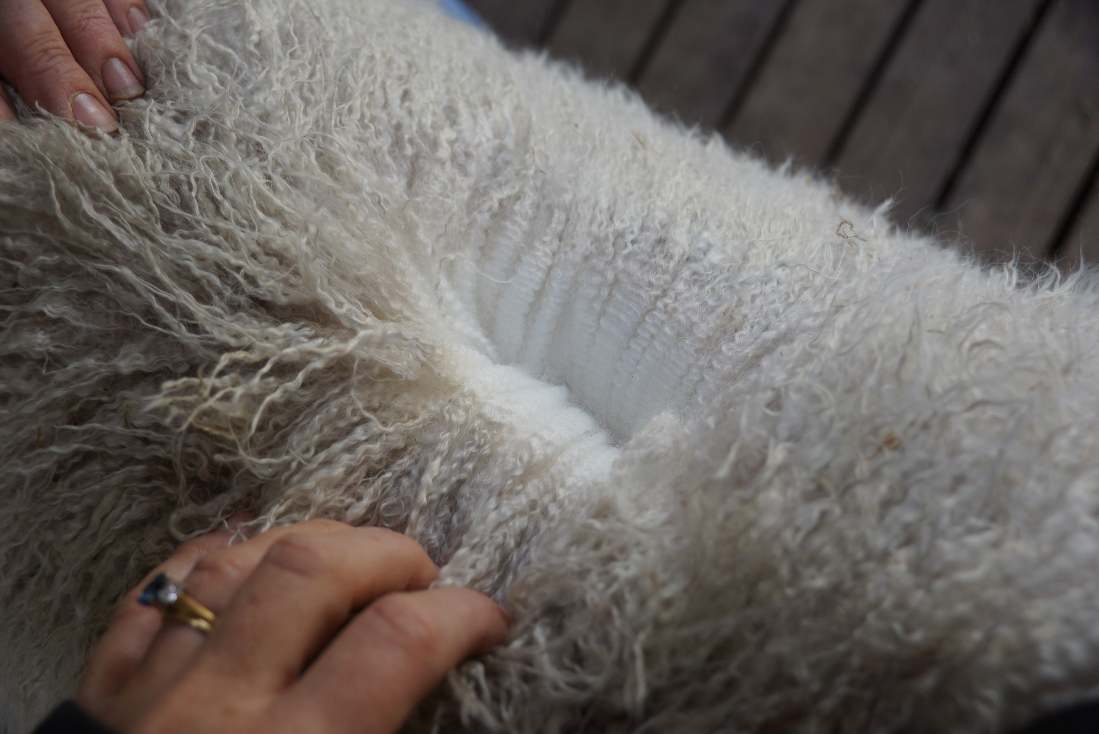 Photo of AURAVALE NOVA ET's fleece