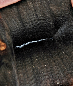 Photo of WIMMERA SKIES SANSA's fleece