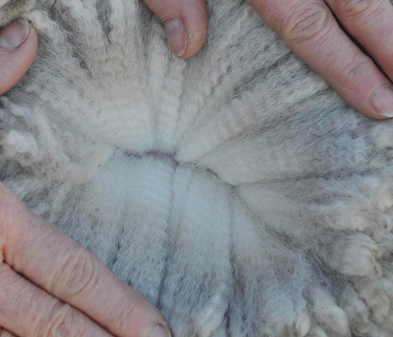 Photo of BRIARMIST KHASHOGGI's fleece