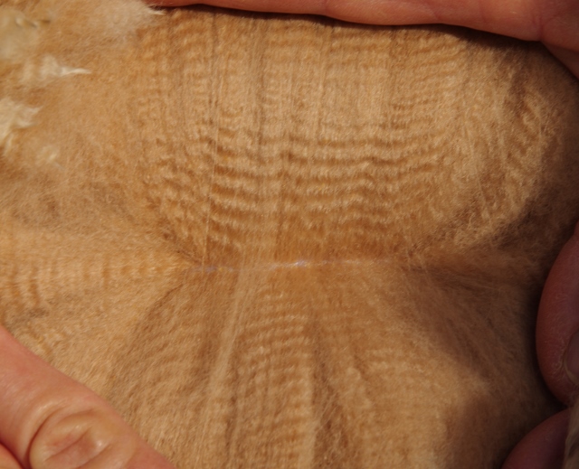 Photo of YARINGA CROWN PRINCE's fleece