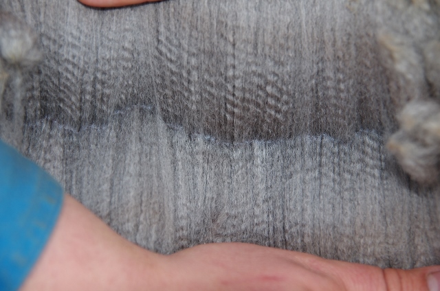 Photo of YARINGA RHYTHM & BLUES's fleece
