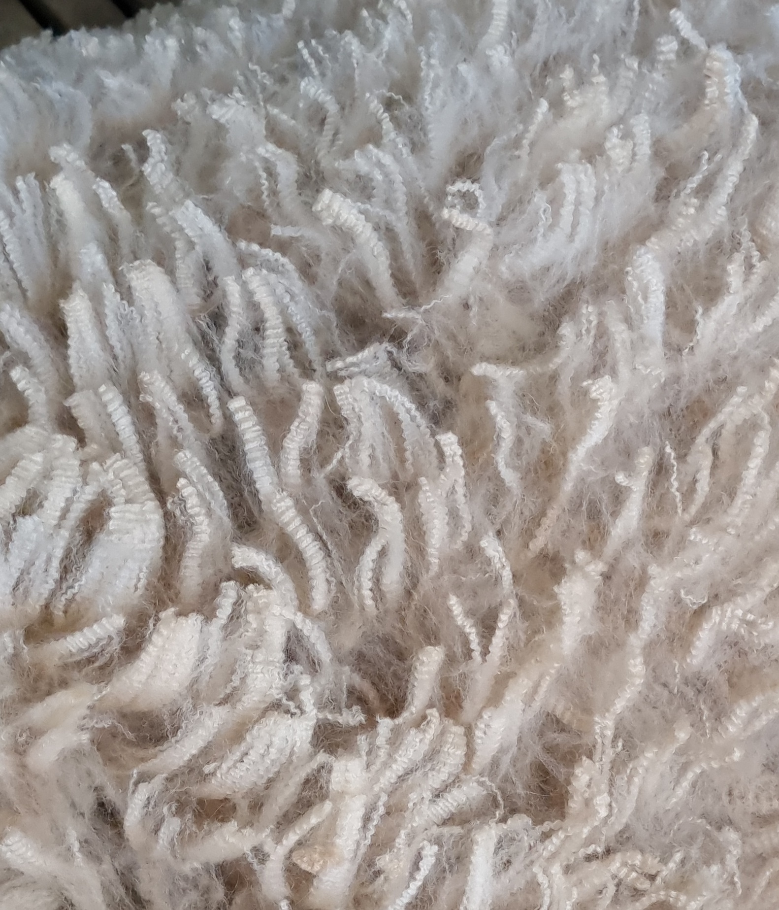 Photo of LUALTO PABLO's fleece