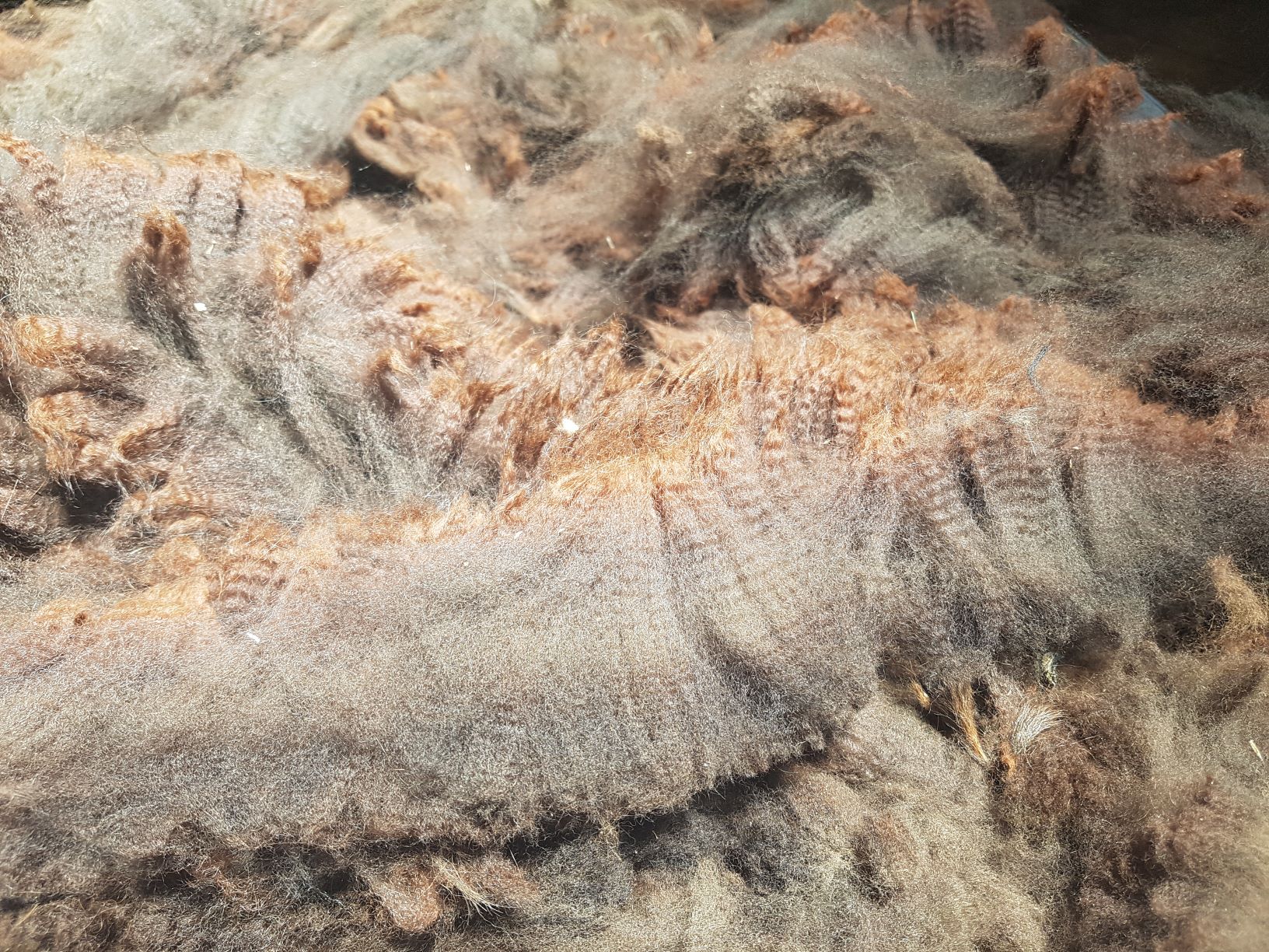 Photo of RAVENSWOOD TALISKER's fleece