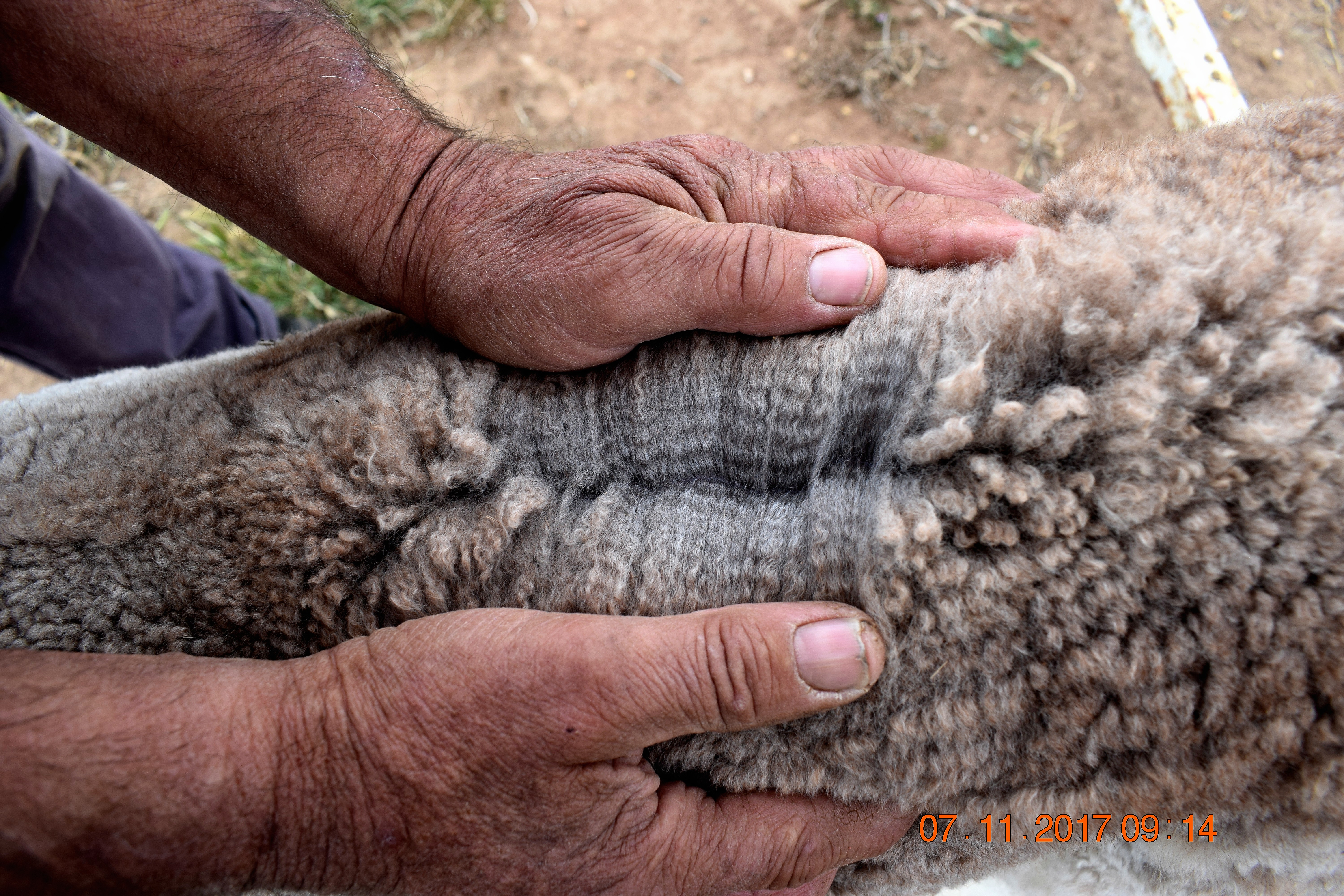 Photo of MANNA-GUM FARM MINX's fleece