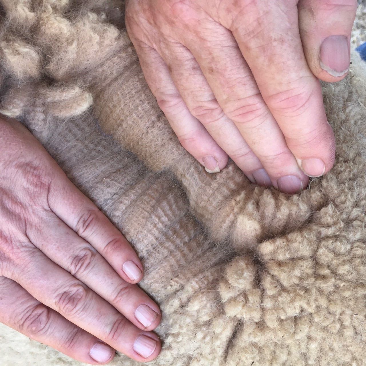 Photo of HAYLILLA MUMUU's fleece