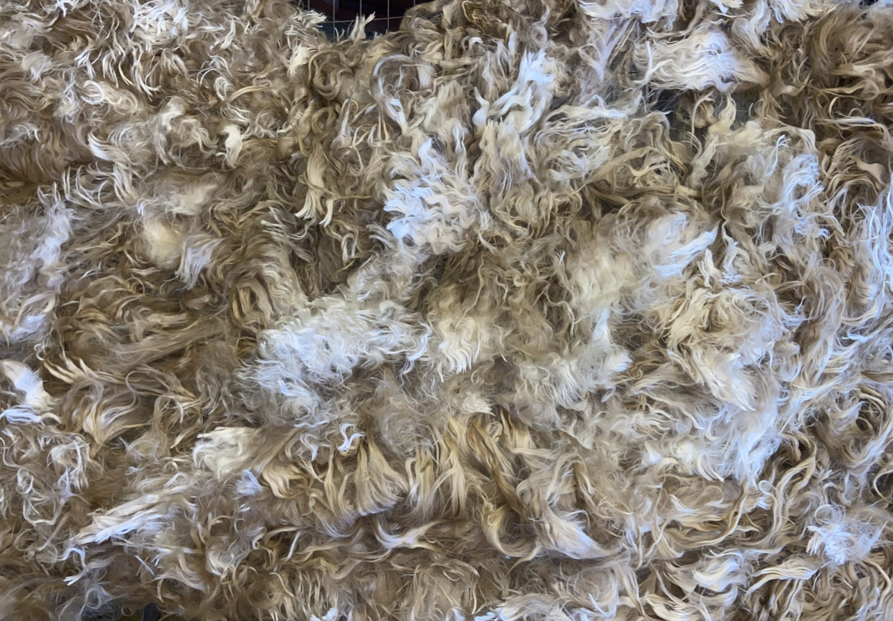 Photo of ARH APRIL's fleece