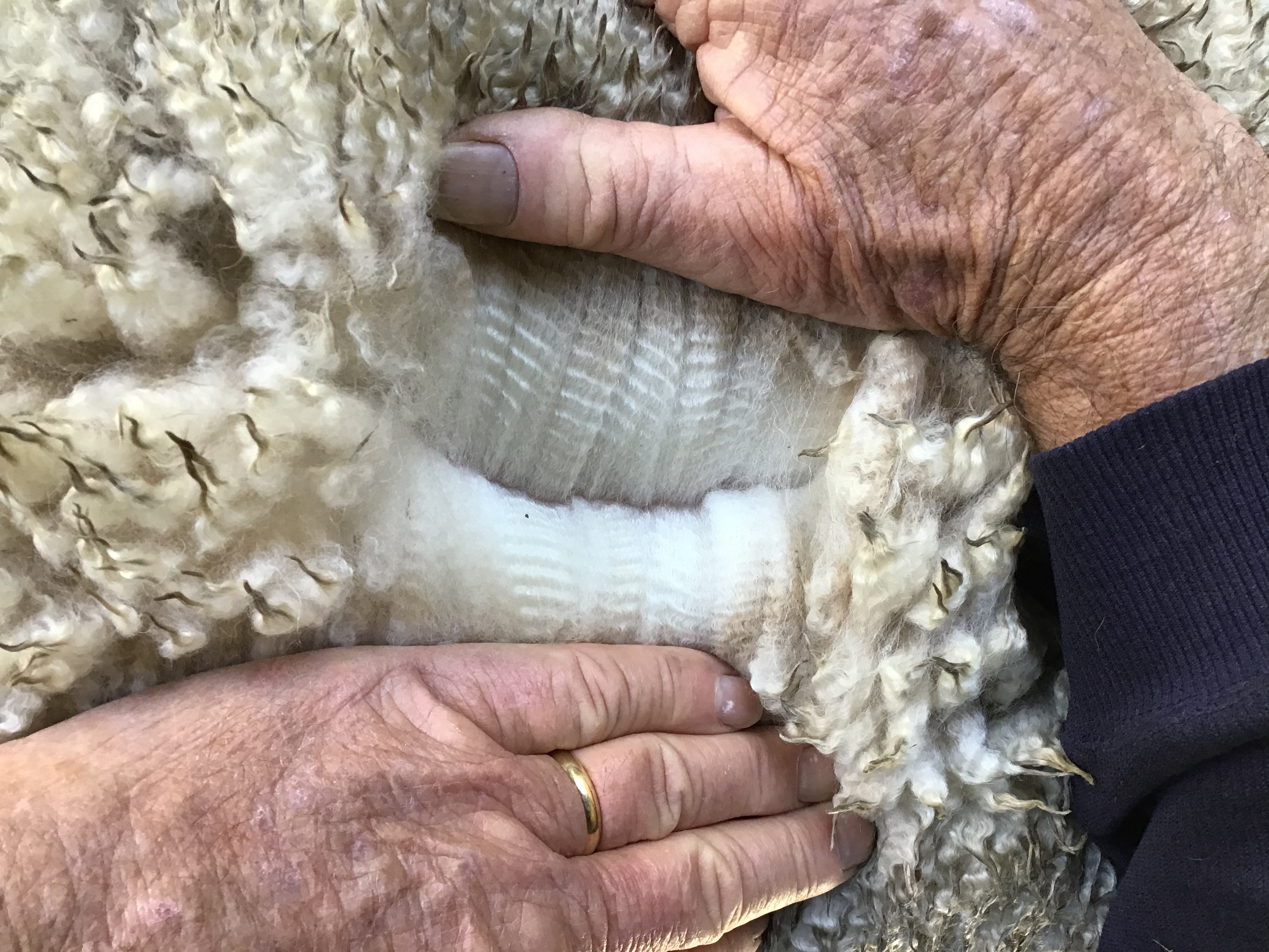 Photo of JOMA LISBETH's fleece
