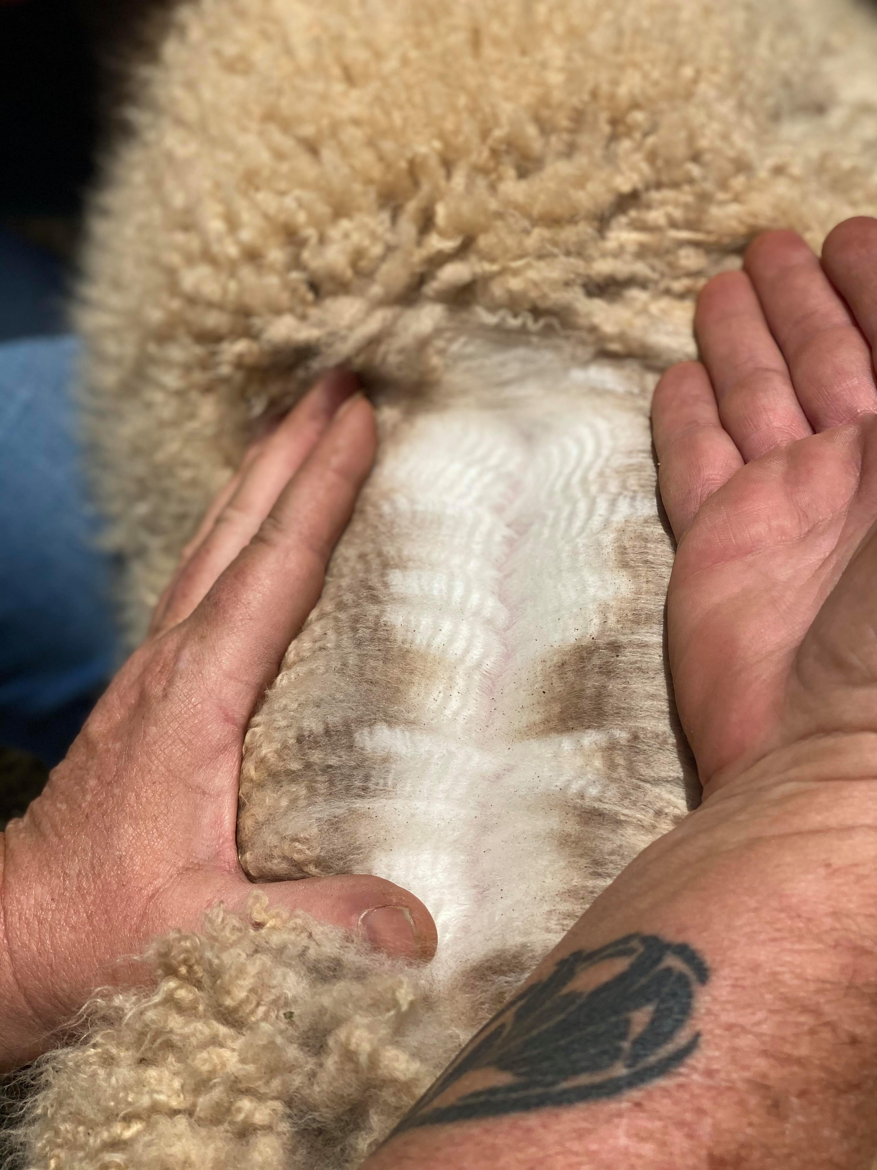 Photo of ALPHA CENTAURI BORDER PATROL's fleece