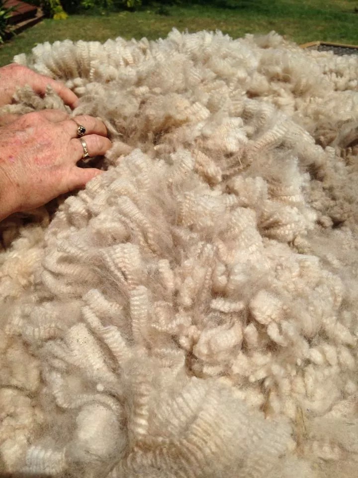 Photo of JENNJOLEY FIORENTE's fleece
