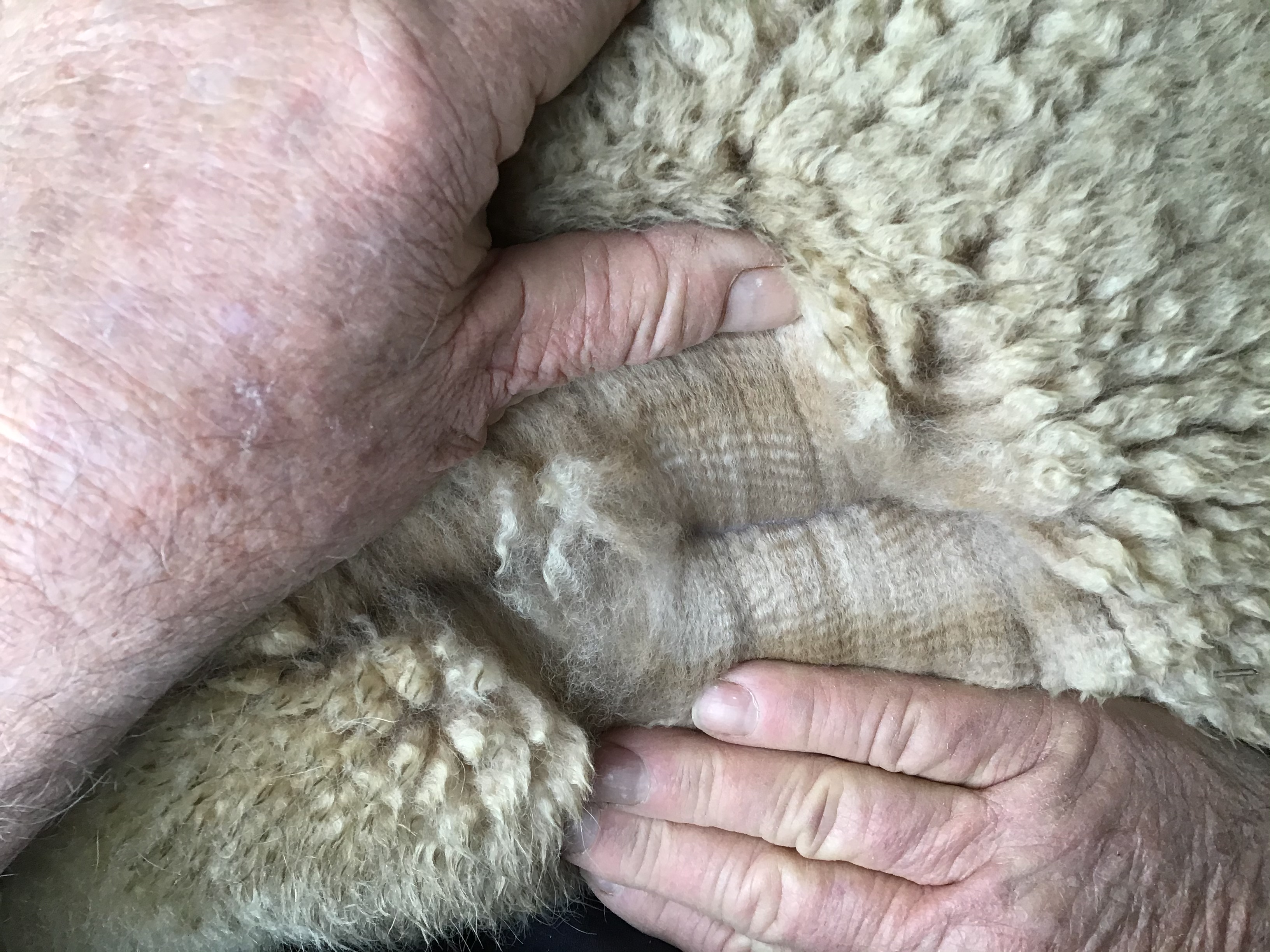 Photo of JOMA PHOEBE's fleece