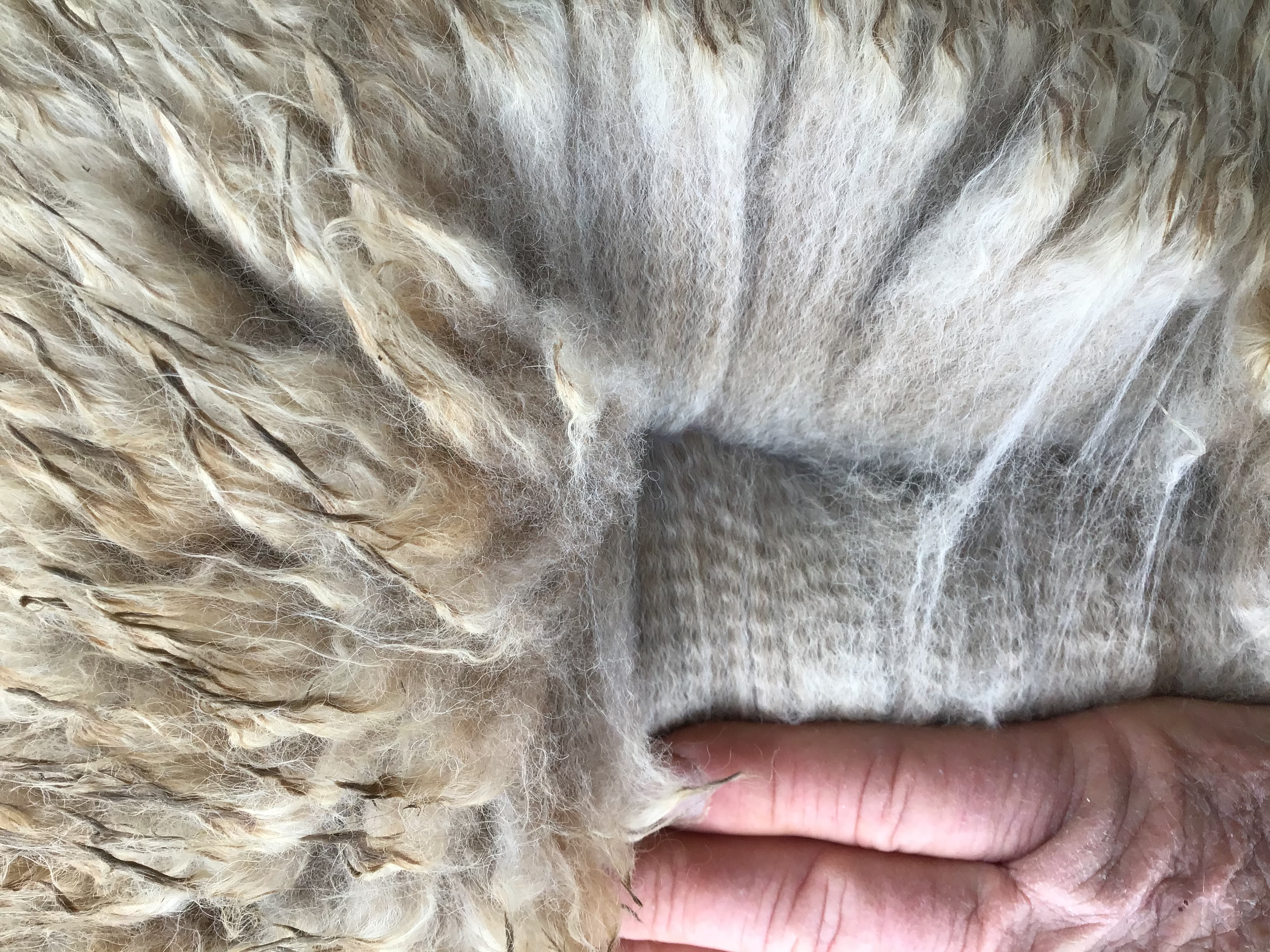 Photo of JOMA BD18's fleece