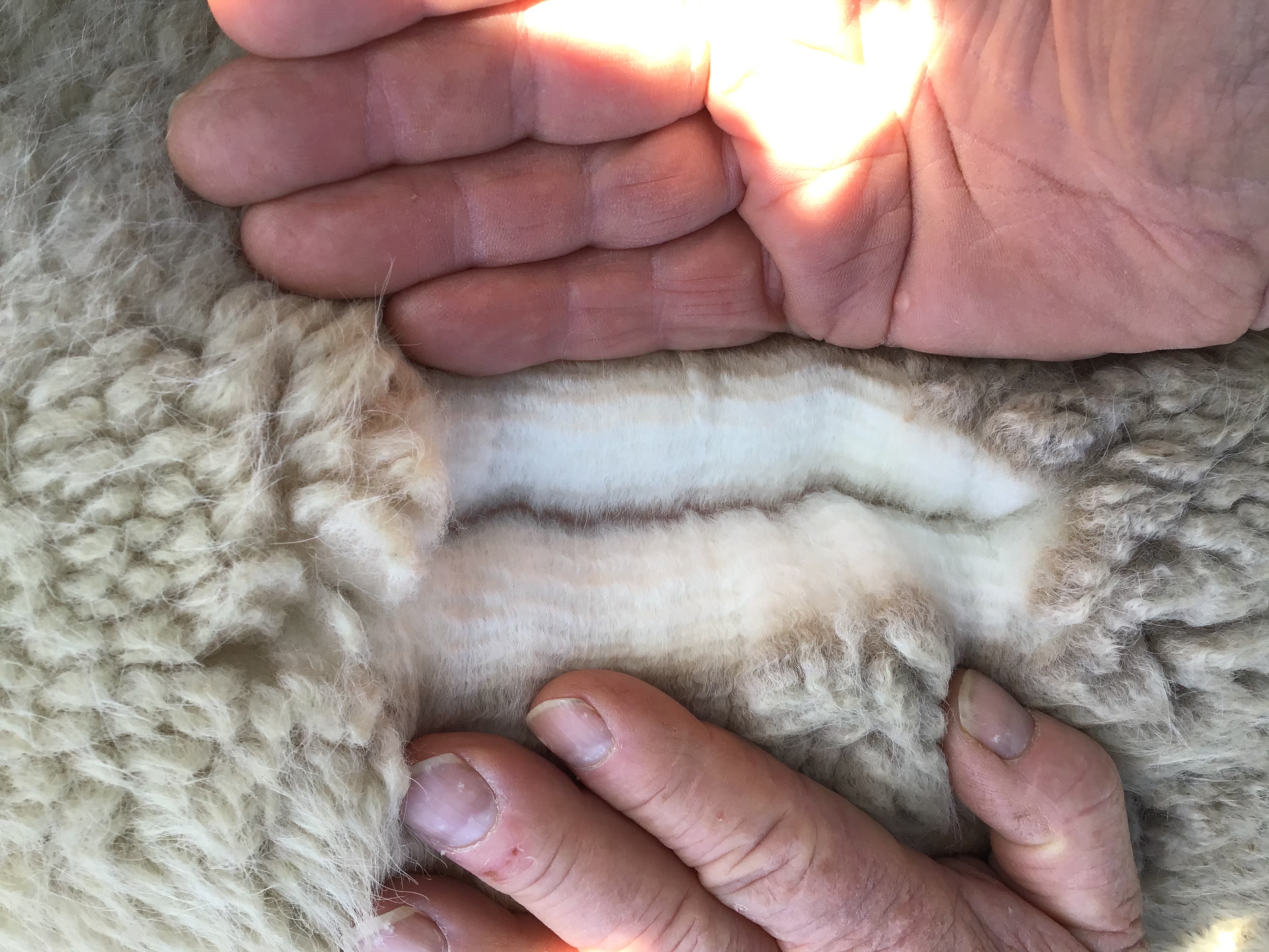 Photo of AMBERSUN THUNDER BOLT's fleece