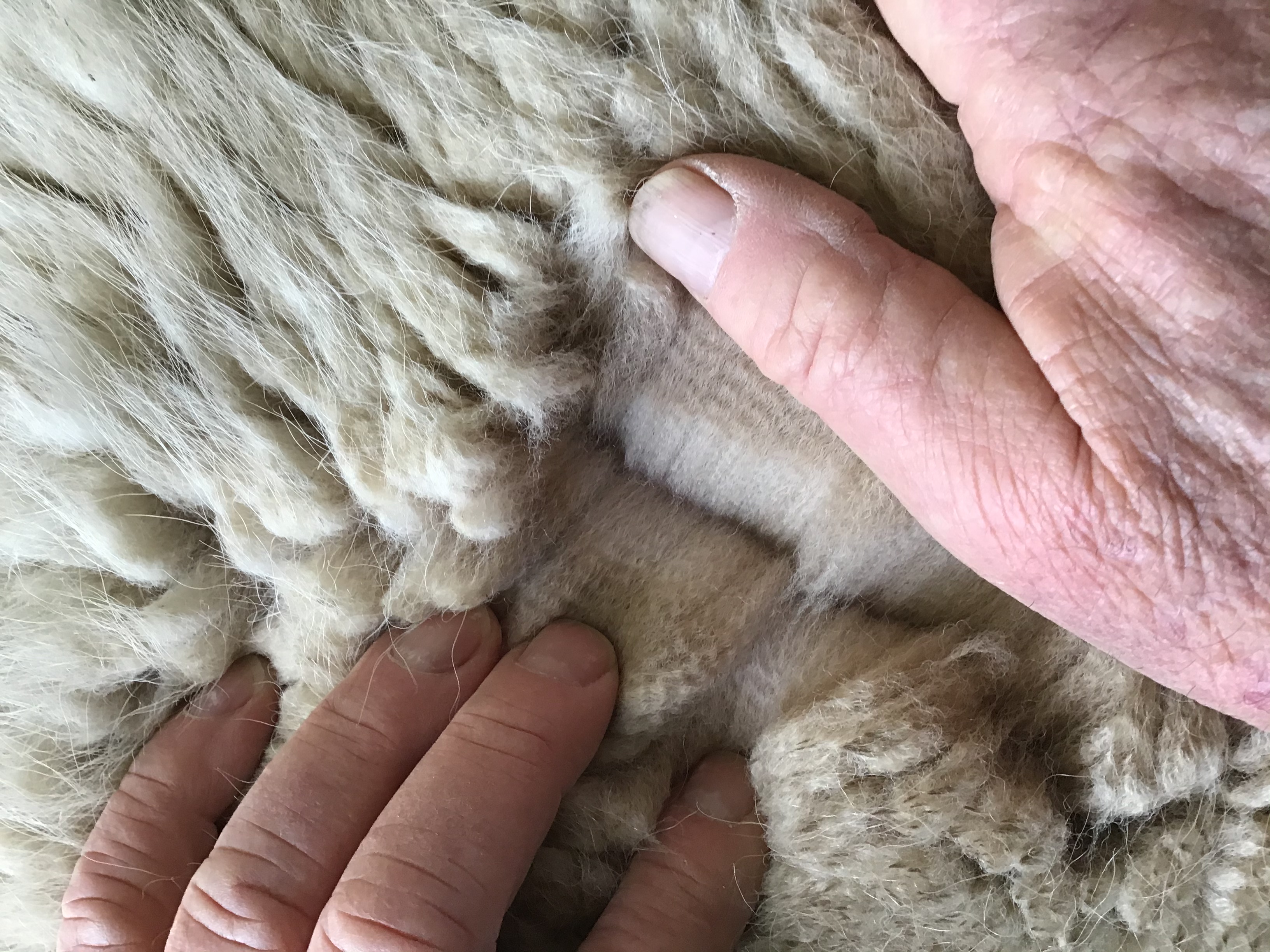 Photo of JOMA RACHEL's fleece