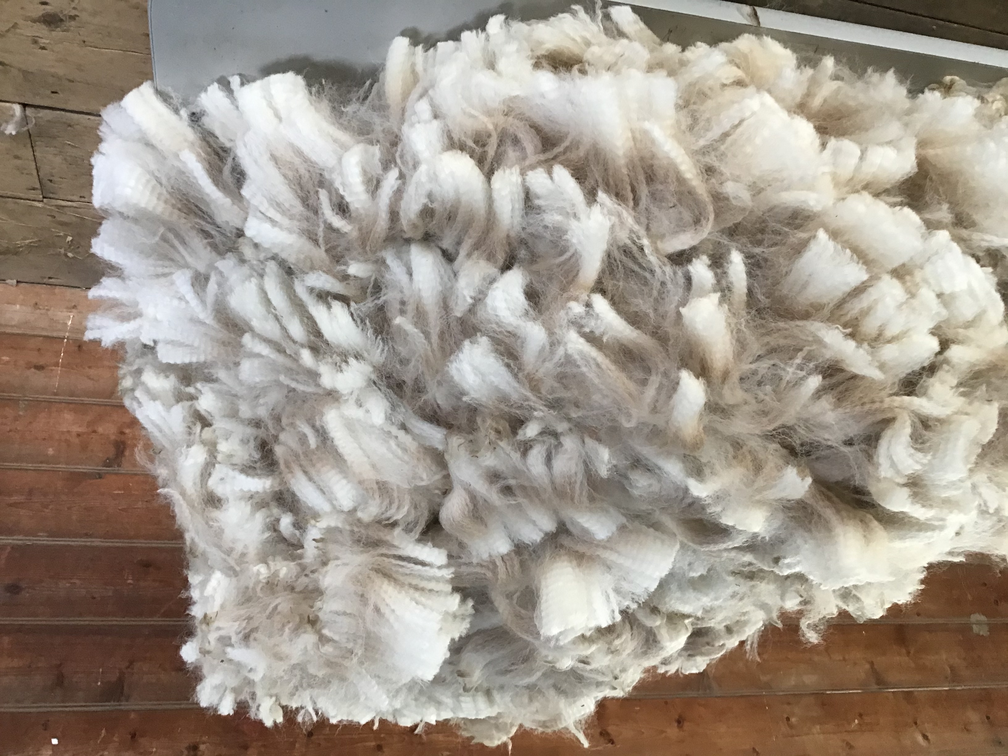 Photo of JOMA GIPSY's fleece