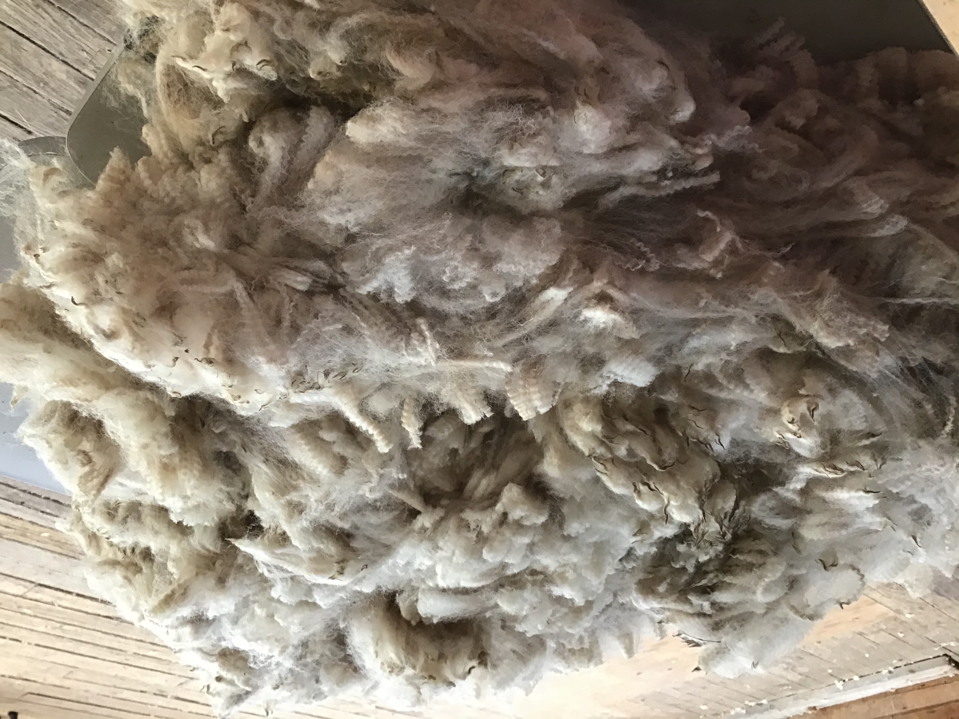 Photo of JOMA SERAFINA's fleece