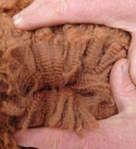 Photo of WYONA CONQUEST's fleece