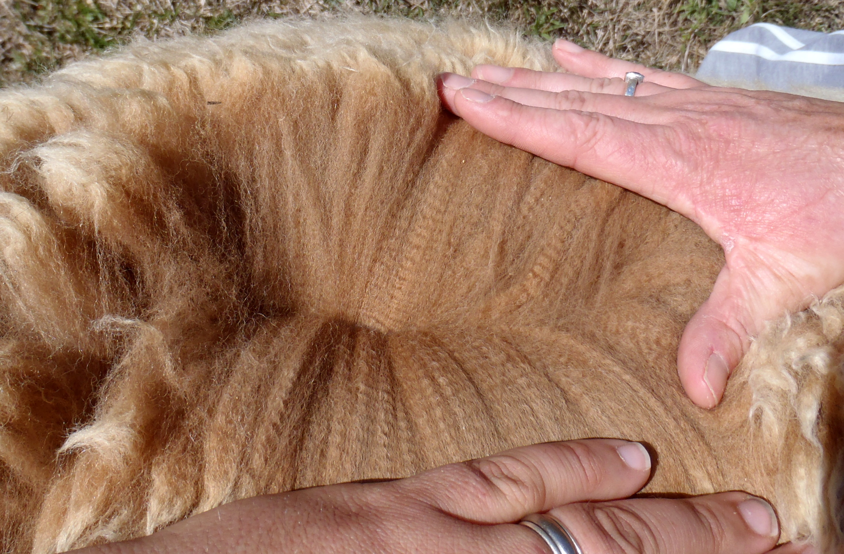 Photo of SPRINGFIELD PARK BUFFALO's fleece
