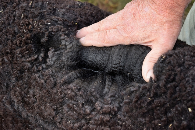 Photo of MANNA-GUM FARM SHAKIRA's fleece