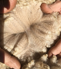 Photo of WOOLUMBIN CHUMARNI's fleece