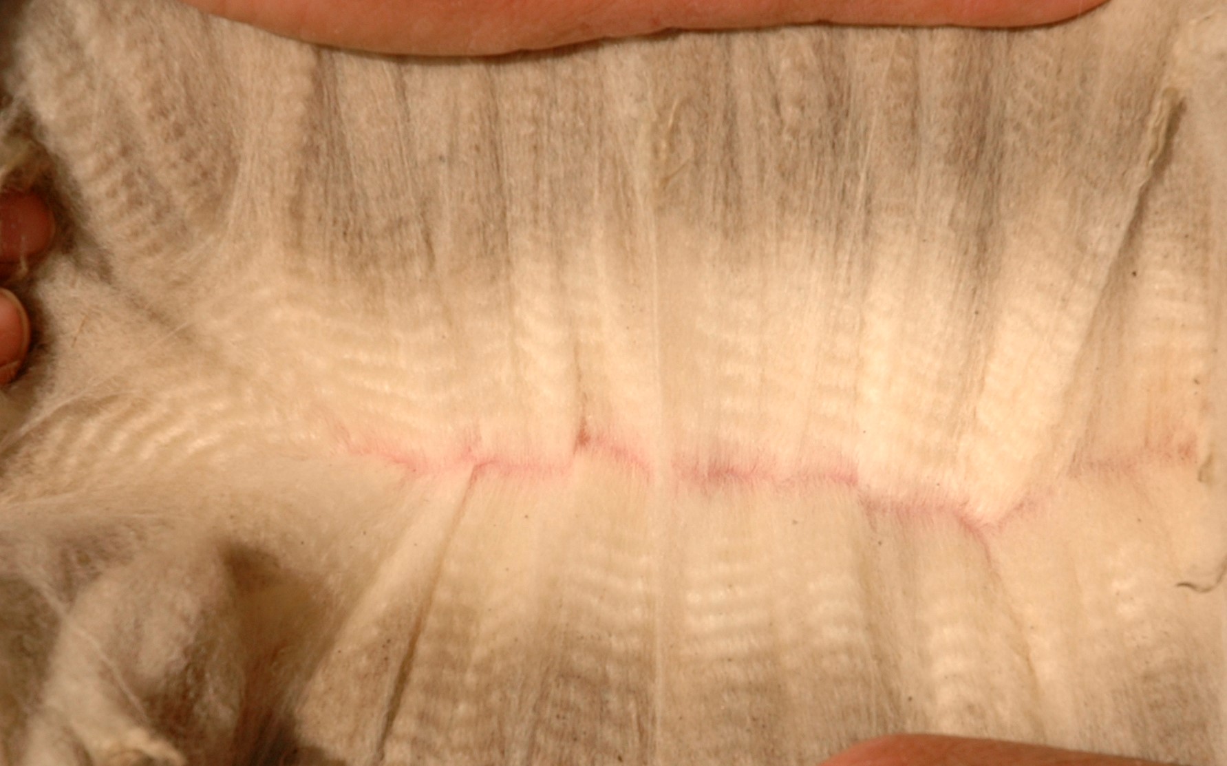 Photo of ANDACHE ANZAC's fleece